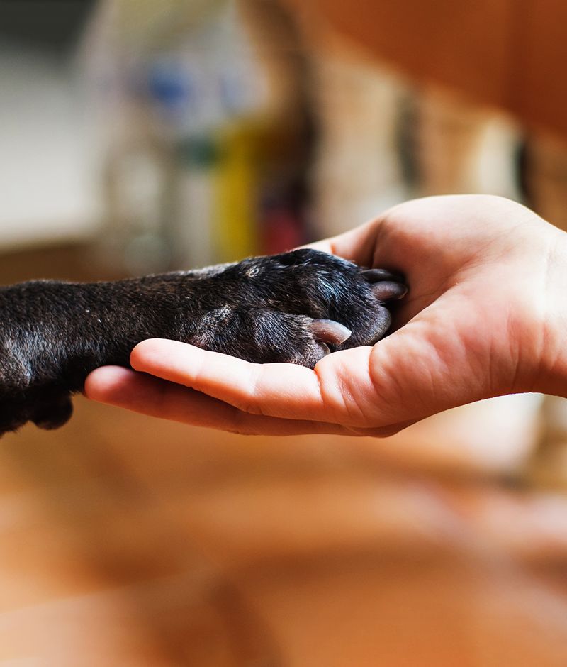 woman's hand holding a dog's paw