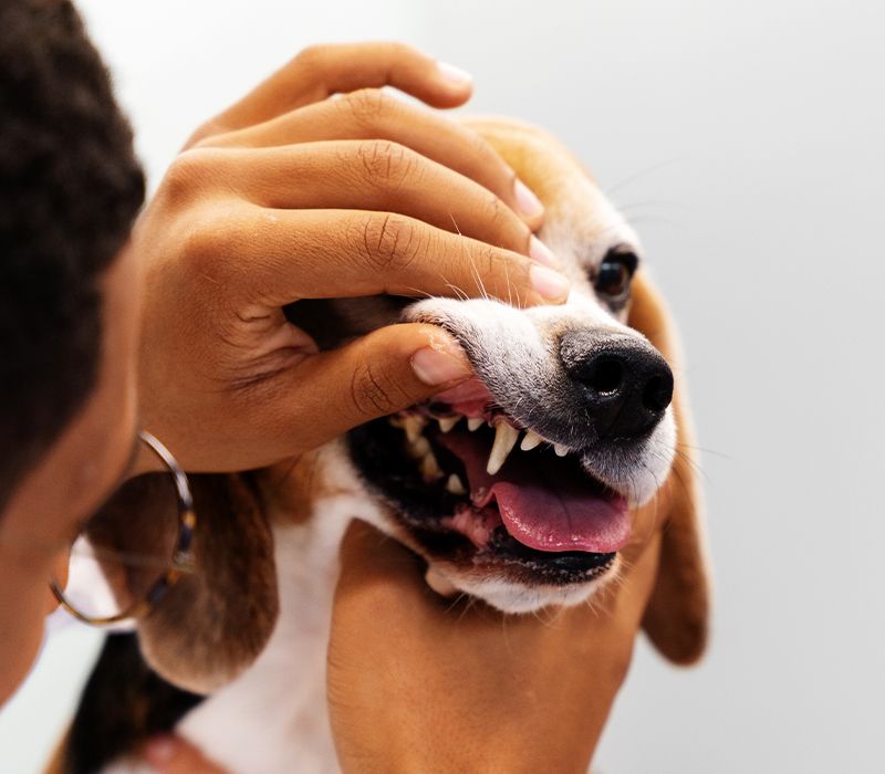 vet checking dog's teeth