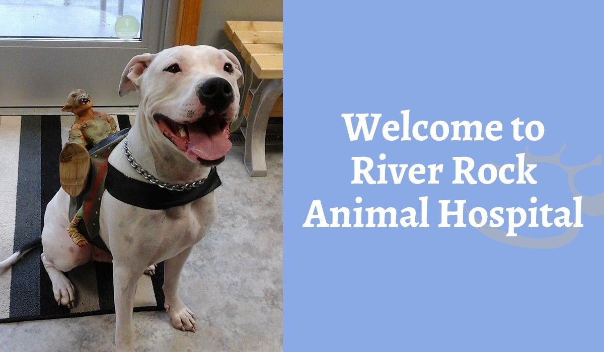 Welcome to River Rock Animal Hospital