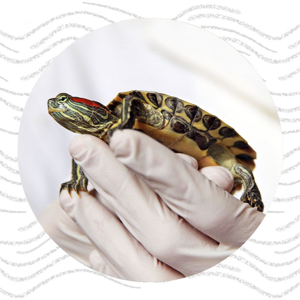 turtle on veterinary hand