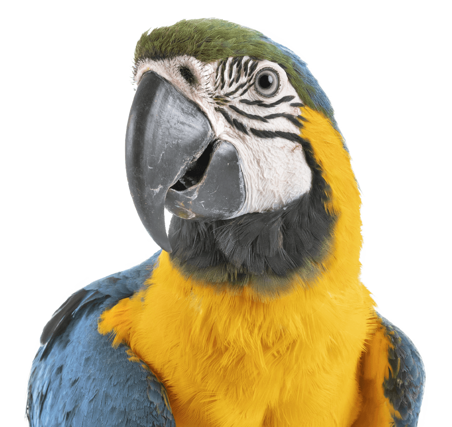 beautiful parrot on transparent background