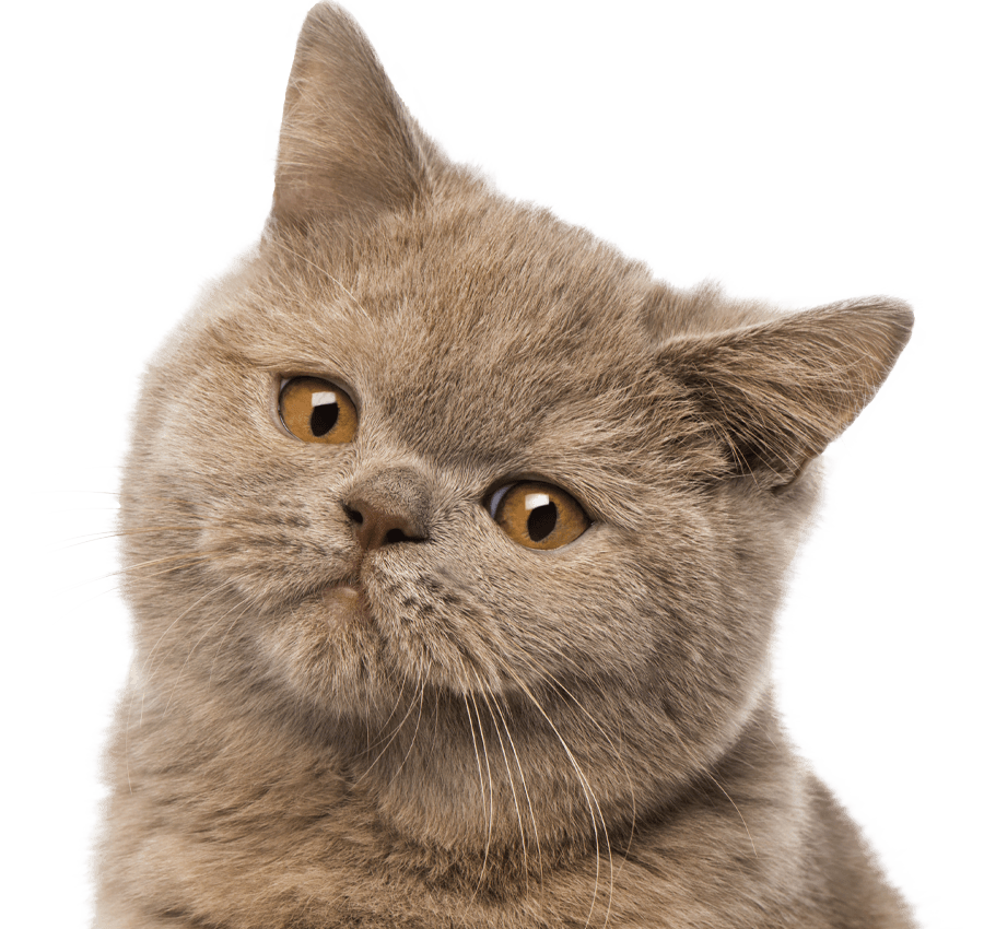 brown shorthair british cat