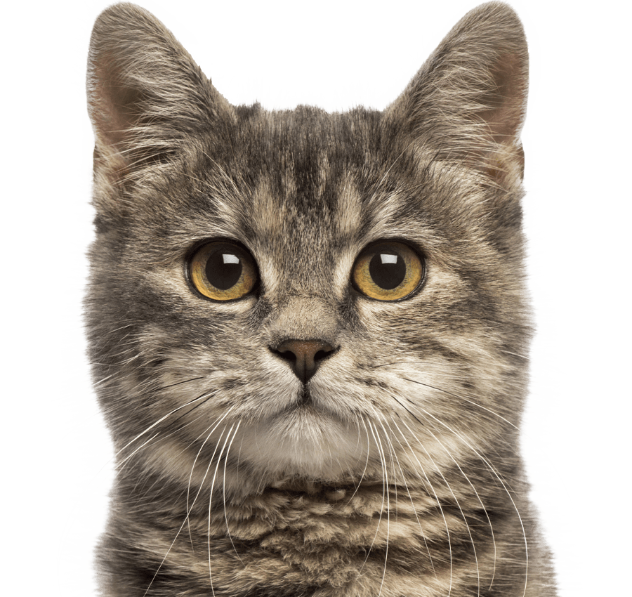 cute european shorthair cat