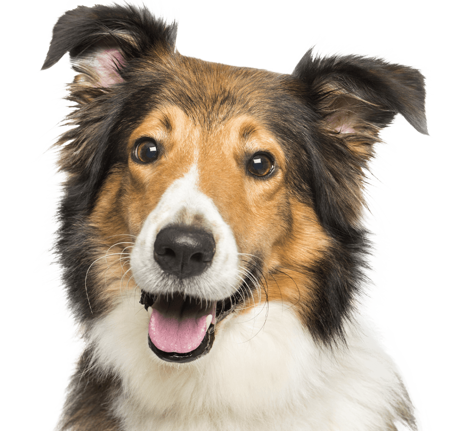 smiling scotch dog