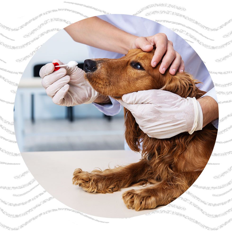 vet examining golden retriever dog