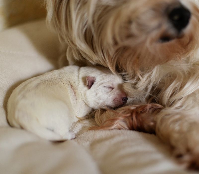 adorable newborn puppy with his mom