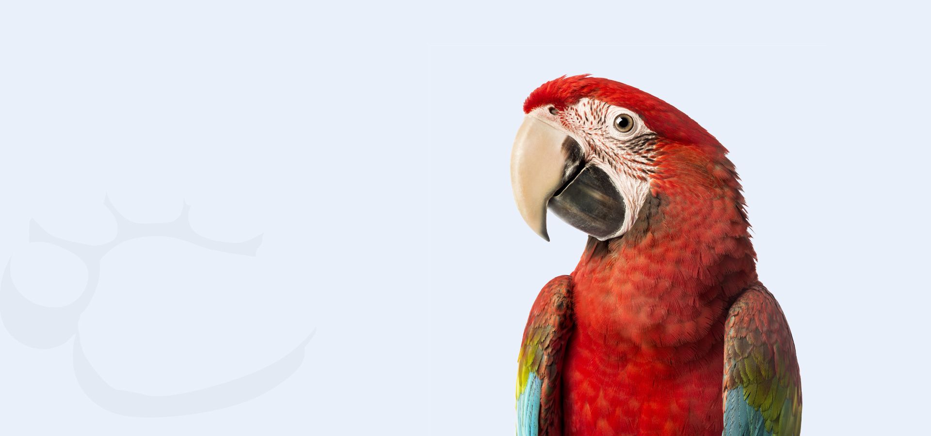 beautiful green and red macaw