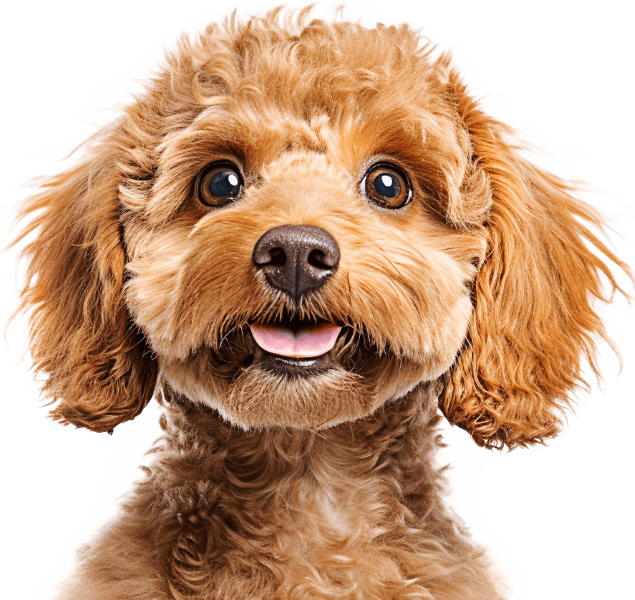 Brown poodle dog looking at the camera