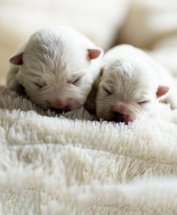 adorable newborn puppies